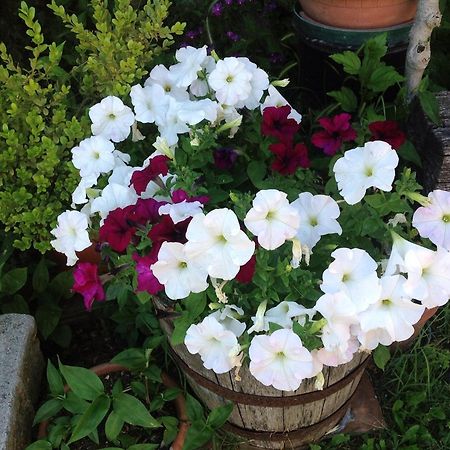 סיינה Agriturismo La Collina מראה חיצוני תמונה