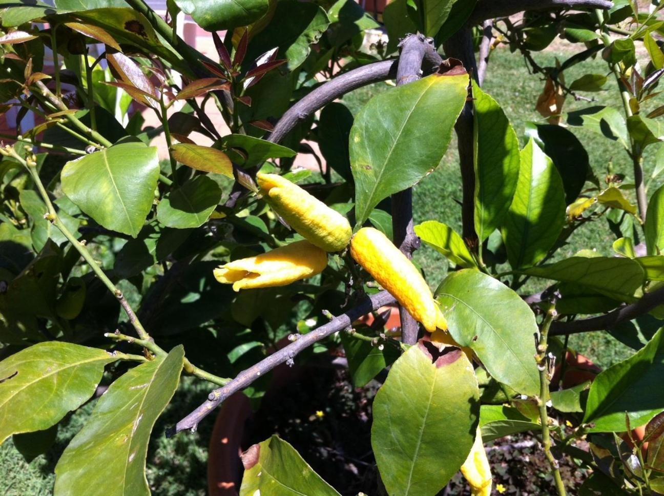 סיינה Agriturismo La Collina מראה חיצוני תמונה
