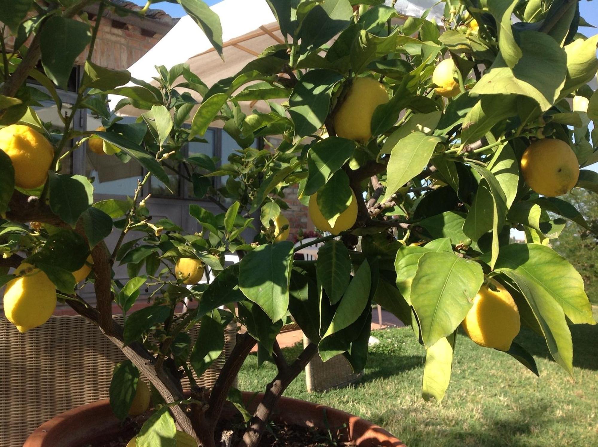 סיינה Agriturismo La Collina מראה חיצוני תמונה